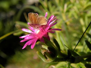 La Farfallina del geranio