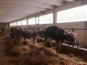 mucche asta tolmezzo