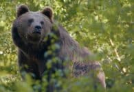 Orsi, i sindaci della Carnia chiedono un incontro urgente in Regione