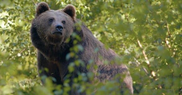 Orsi, i sindaci della Carnia chiedono un incontro urgente in Regione