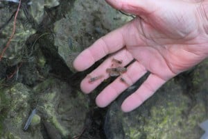 RILASCIO GAMBERI AMBIESTA OTTOBRE 2015 IMG_7557(1)