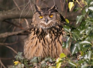 Gufo reale. F.Genero (1)