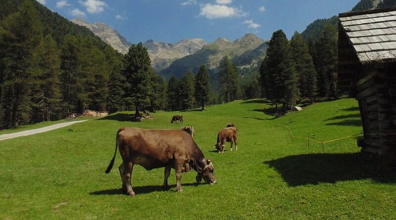 PODCAST – Agricoltura in Carnia, tanti i progetti della Comunità di Montagna