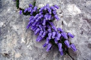 Campanula zoysii - Marco Di Lenardo