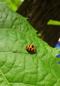 Coccinella arlecchino