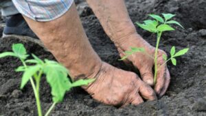 senior woman planting a tomato seedling
