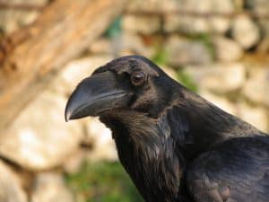 corvo-imperiale-fulvio-genero-copiright