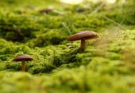 Soccorritori in azione per un anziano cercatore di funghi spossato