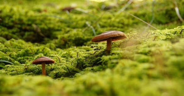Soccorritori in azione per un anziano cercatore di funghi spossato