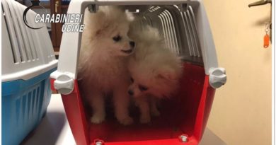 Cuccioli di Chihuahua e Spitz sequestrati a Tarvisio Cuccioli di Chihuahua e Spitz sequestrati a Tarvisio