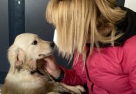 Traffico illecito di cuccioli: sequestrati 19 cani, due denunciati