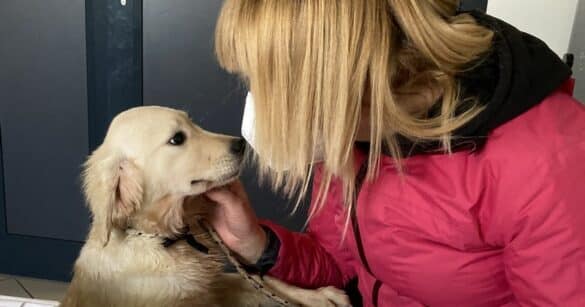 Traffico illecito di cuccioli: sequestrati 19 cani, due denunciati