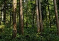 Il Parco Naturale delle Prealpi Giulie celebra i boschi