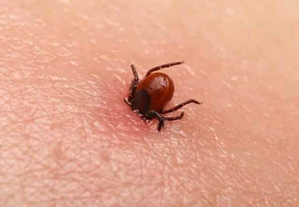 Encefalite da zecche, definito il calendario delle vaccinazioni a Paluzza, Ampezzo e Ovaro