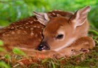L’invito di Federcaccia Fvg: «Non toccate i cuccioli»