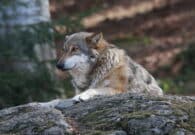 Lupo e agricoltura in montagna, se ne parla a Treppo Ligosullo