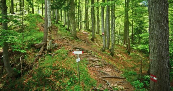 Gestione Foresta di Tarvisio, «no a strumentalizzazioni politiche»
