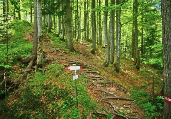 Gestione Foresta di Tarvisio, «no a strumentalizzazioni politiche»