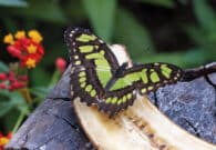 Bordano, Armando Masci nuovo presidente di “Farfalle nella Testa”