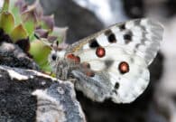 A Bordano apre una nuova mostra sulle farfalle autoctone