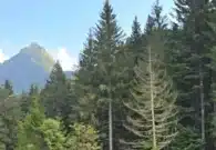 ok