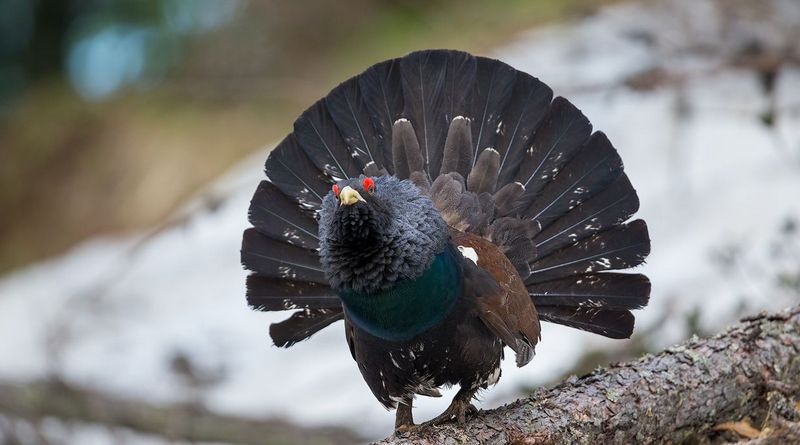 foto di Ermes Furlani