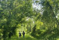 A Cavazzo un’escursione guidata alla scoperta delle erbe spontanee