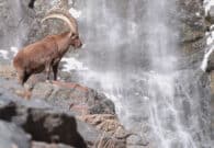 A Tolmezzo la premiazione dell’11ª edizione di Cortomontagna