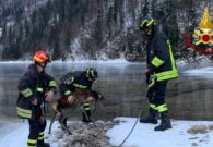 VIDEO – Soccorso un giovane cervo intrappolato nel ghiaccio al Lago del Predil