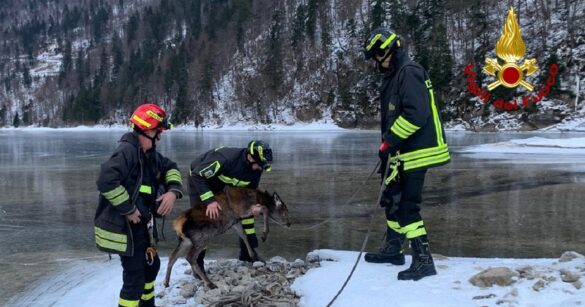 VIDEO – Soccorso un giovane cervo intrappolato nel ghiaccio al Lago del Predil