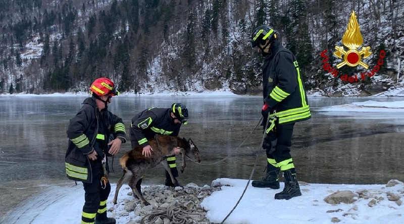 VIDEO – Soccorso un giovane cervo intrappolato nel ghiaccio al Lago del Predil