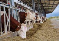 Zootecnia da latte, la Regione sperimenta nuove pratiche gestionali innovative e sostenibili