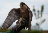 Venzone e Resia alla scoperta della falconeria con Daniele Miconi