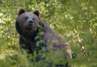Al via gli eventi per i 30 anni del Parco Naturale delle Prealpi Giulie