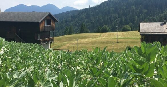 A Tolmezzo un incontro tecnico sull’agricoltura di montagna