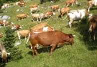 A Tolmezzo il 2° Festival delle bovine Pri del Friuli Venezia Giulia