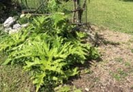 Contrasto alle specie esotiche invasive, gli interventi della Regione FVG