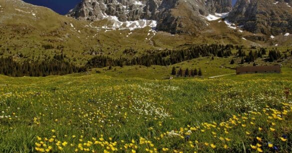 Montasio, allarme bracconaggio sulle marmotte: chiesti controlli e pattugliamenti