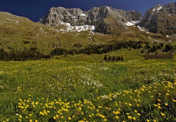 Montasio, allarme bracconaggio sulle marmotte: chiesti controlli e pattugliamenti