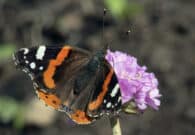 Casa delle farfalle, con “Ali alla biodiversità” riaprono al pubblico le serre tropicali di Bordano