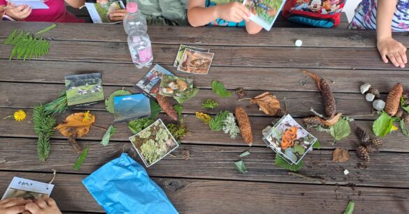 I giovani “Custodi” del Territorio: il Parco Naturale Prealpi Giulie investe sul futuro