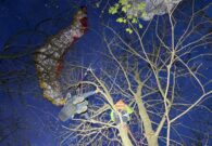 Scontro tra parapendii, soccorso un pilota bloccato su una pianta