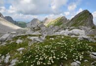 La natura selvaggia protagonista a Tolmezzo con le fotografie di Cella, Pontoni e Zuliani