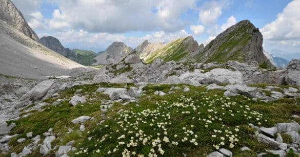 La natura selvaggia protagonista a Tolmezzo con le fotografie di Cella, Pontoni e Zuliani