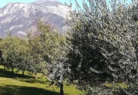 In incontro a Gemona dedicato all’olio extravergine d’oliva