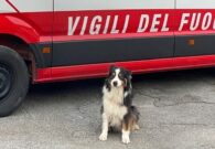 Va in pensione Lamù, l’australian shepherd del Nucleo cinofili del Vigili del Fuoco FVG