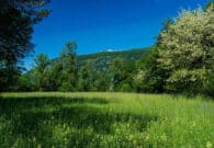 A Osoppo e Gemona in primo piano le erbe spontanee e i loro usi in cucina