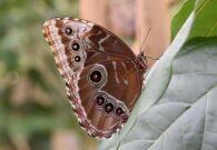Ricerca e inclusione: nuovi progetti scientifici e sociali per la Casa delle Farfalle di Bordano