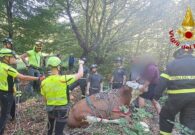 VIDEO – Tolmezzo, recuperata una mucca gravida di 800 kg caduta in un dirupo per 300 metri