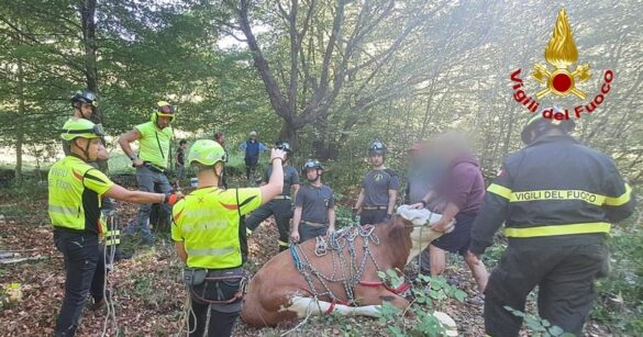 VIDEO – Tolmezzo, recuperata una mucca gravida di 800 kg caduta in un dirupo per 300 metri